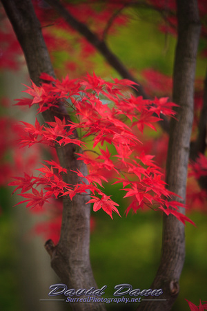 Autumn Red