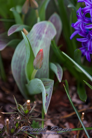 20130419-Tulips-Hyacinth-Daffodil-57